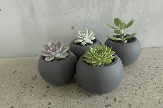 Porcelain Fate - Succulent & Vessel