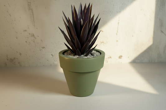 Sequoia Mist - Small Planter & Succulent