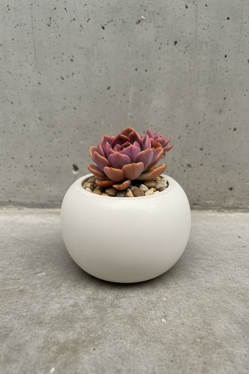 Porcelain Fate - Succulent & Vessel