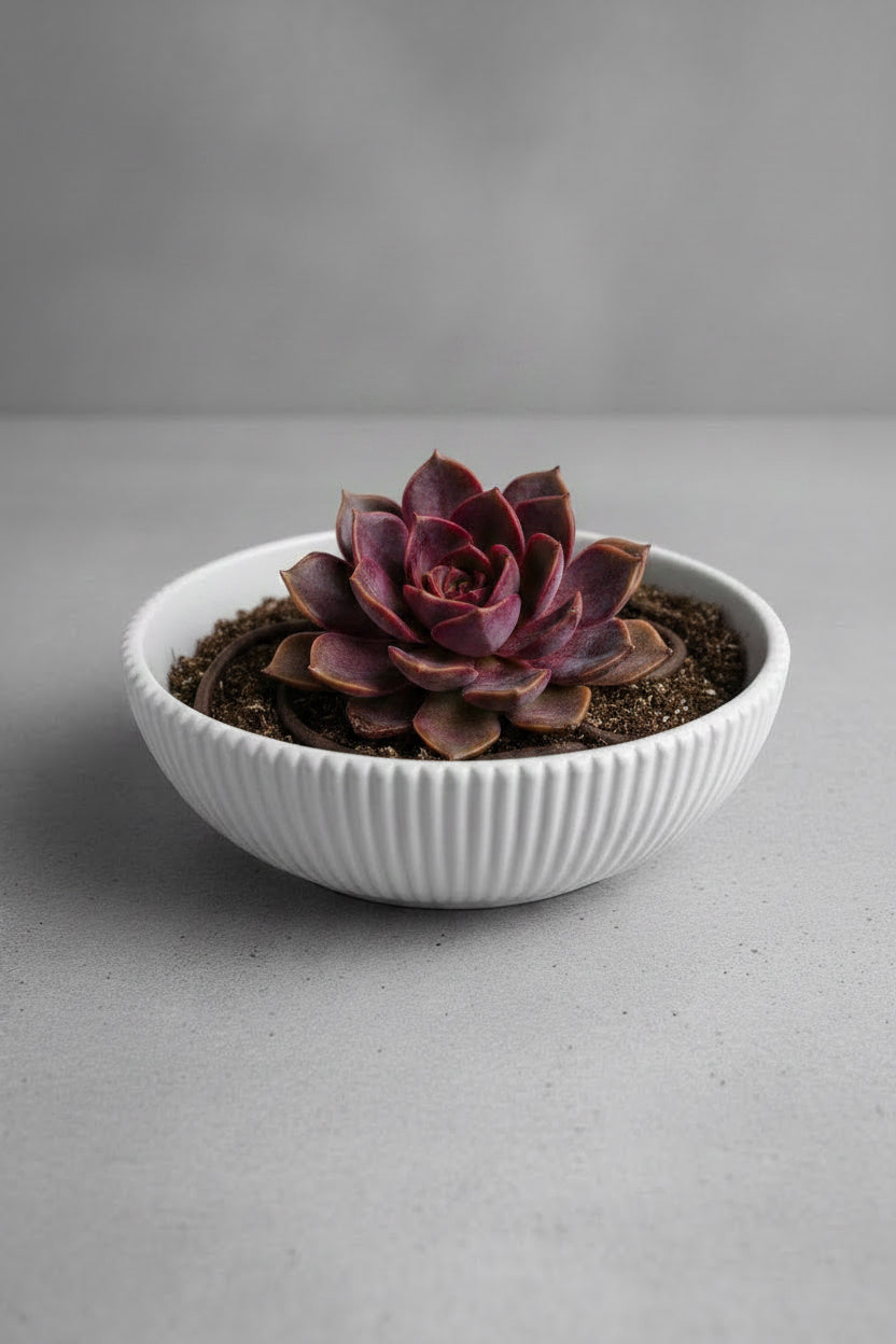 Deep Horizon - Decorative Bowl