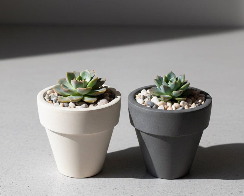 Sequoia Mist - Small Planter & Succulent