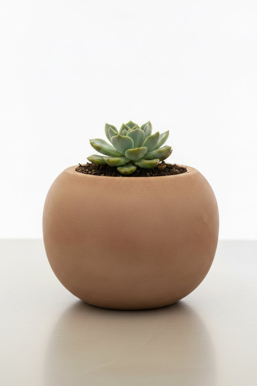 Porcelain Fate - Succulent & Vessel