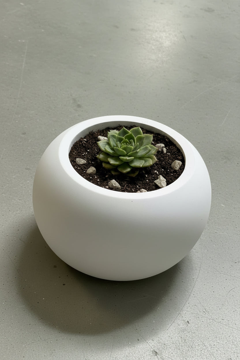 Porcelain Fate - Succulent & Vessel